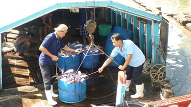 Thiếu cá tra nguyên liệu, doanh nghiệp gặp khó